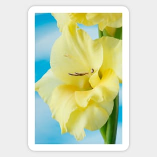 Gladiolus  'Jacksonville Gold' Sticker